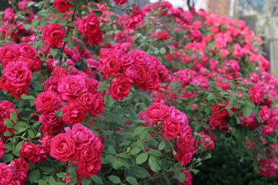 Close-up of pink flowering plants