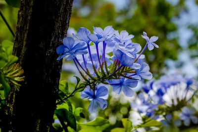 Close-up of purple flowering plant