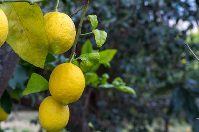 Close-up of fruits on tree