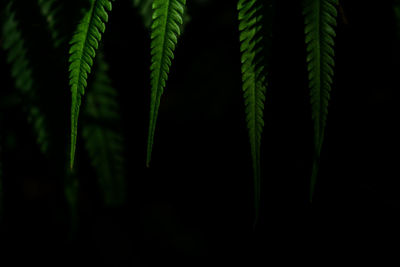 Close-up of fern against black background