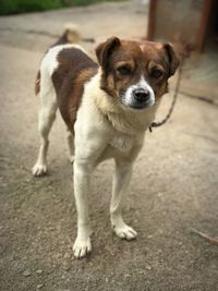 Portrait of dog standing on road