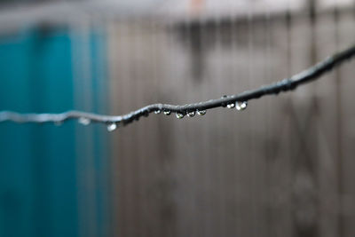 Close-up of water drops on metal fence during rainy season