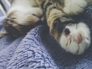 Close-up of cat sleeping on fabric
