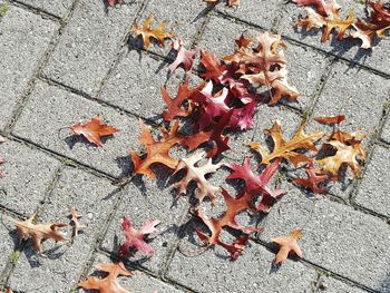 High angle view of maple leaves on footpath