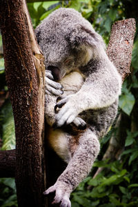 Close-up of cat sleeping on tree trunk