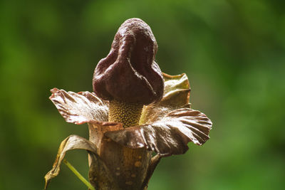 Close-up of wilted flower on field