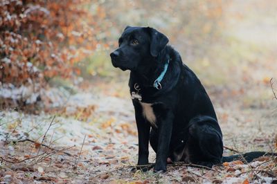 Black dog looking away