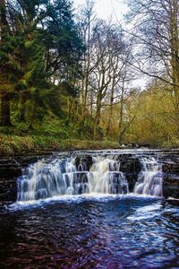 Scenic view of waterfall in forest