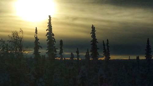 Plants on field against sky during sunset