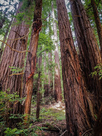 Trees growing in forest