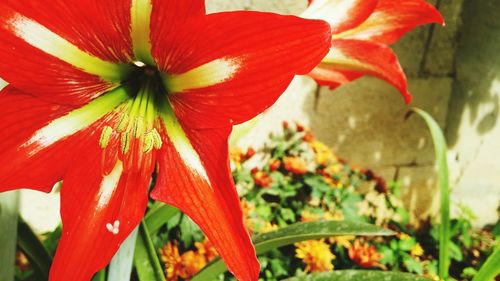 Close-up of red flowers blooming outdoors