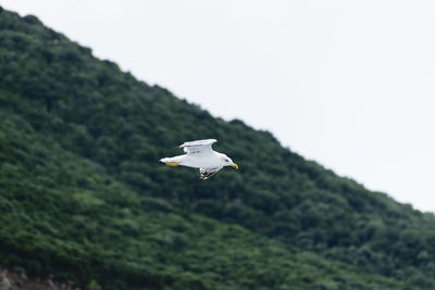 View of seagull flying