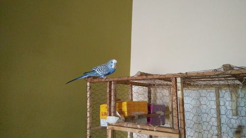 Bird perching on wall