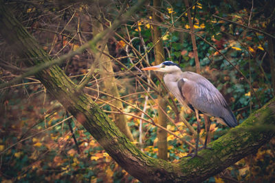 High angle view of gray heron perching on tree