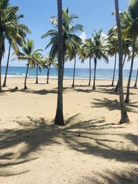 Palm trees on beach against sky