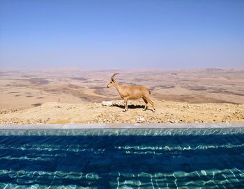 View of horse in swimming pool against clear sky