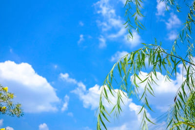 Low angle view of plants against blue sky