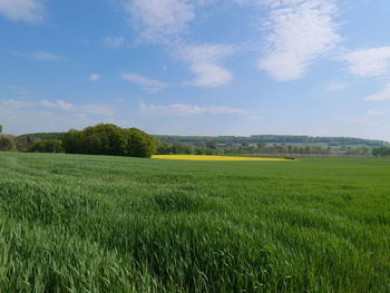 Scenic view of agricultural field against sky