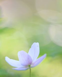 Close-up of purple lotus water lily