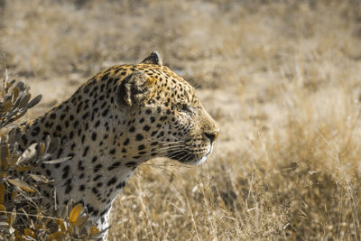 Close-up of a cat looking away