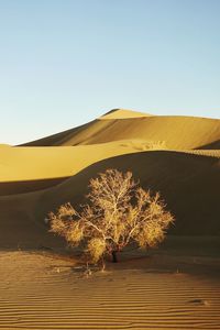 Sunrise with bush in golden sand desert