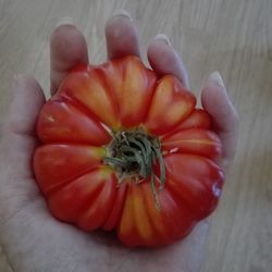 High angle view of hand holding orange