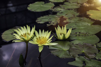 Close-up of water lily in pond