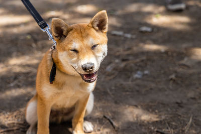 Close-up of dog