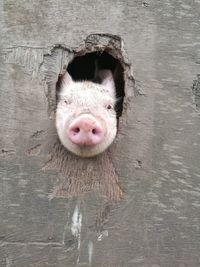 Portrait of pig peeking through hole on wooden plank