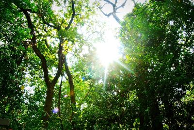 Low angle view of trees against sky