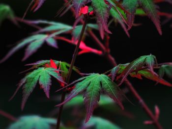 Close-up of fresh green leaves