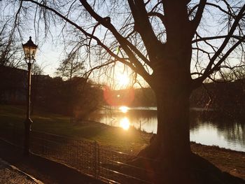 Sun shining through trees