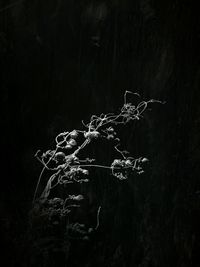 Close-up of plants at night