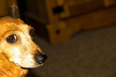 Close-up of dog looking away