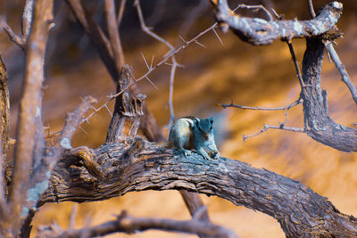 Close-up of bird perching on branch