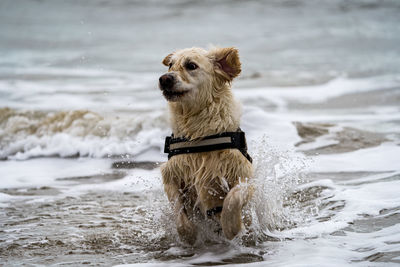 Golden retriever leaping out of the sea