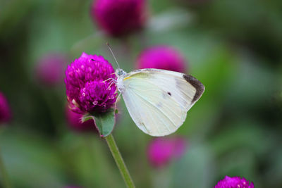 Close-up of butterfly pollinating on pink flower