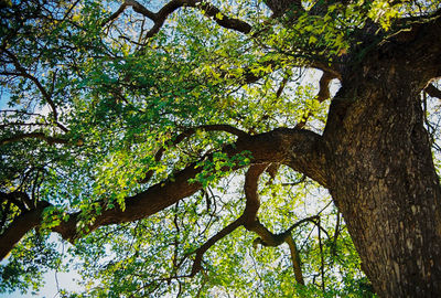 Low angle view of tree in forest