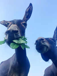 Close-up portrait of a horse against clear sky