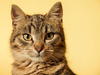 Close-up portrait of a cat