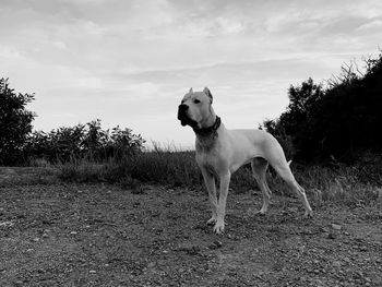 Dog standing on field against sky