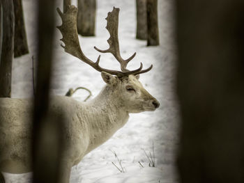 White deer