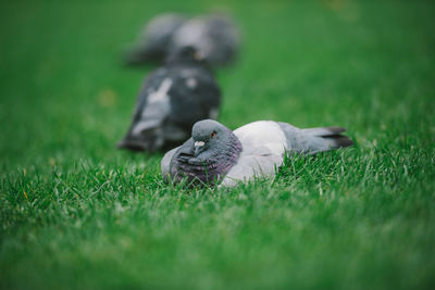 Pigeon on grassy field