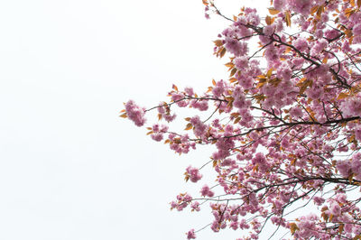 Low angle view of cherry blossom tree