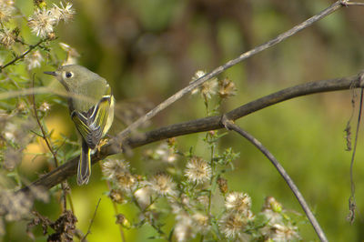 Ruby-crowned kinglet perching on plant