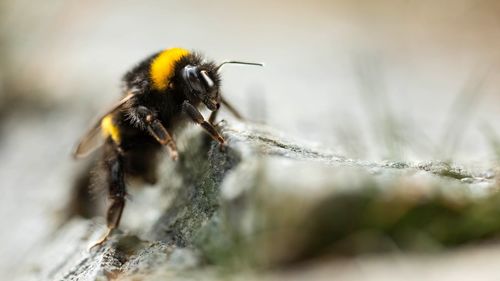 Close-up of bee