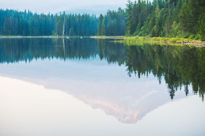 Scenic view of lake by trees in forest