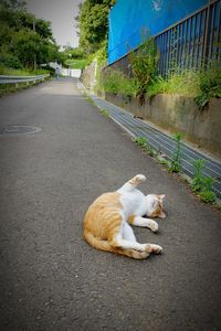 Cat relaxing on road in city