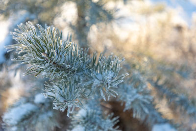 Close-up of pine tree during winter