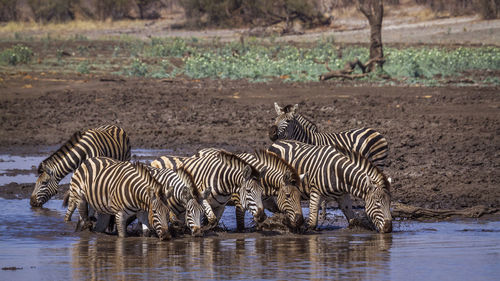 Zebras drinking water from lake